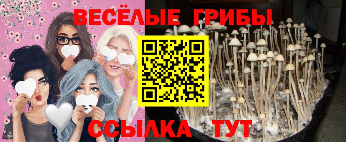 Тимашёвск  Псилоцибиновые грибы прущие грибы  Вход с VPN 