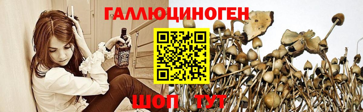 Псилоцибиновые грибы GOLDEN TEACHER Тимашёвск